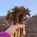 썸네일(스크롤)